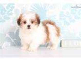 Mal-Shi Puppy for sale in Fort Myers, FL, USA