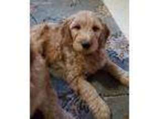 Goldendoodle Puppy for sale in Loysville, PA, USA