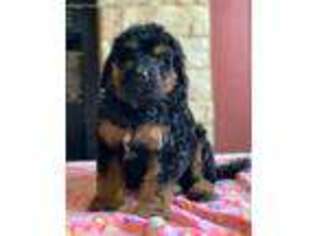 Mutt Puppy for sale in Perrin, TX, USA