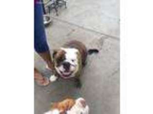 Bulldog Puppy for sale in Providence, RI, USA
