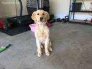 Golden Retriever Puppy for sale in Buena Vista, CO, USA