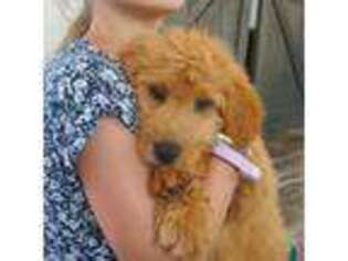 Goldendoodle Puppy for sale in Martin, GA, USA