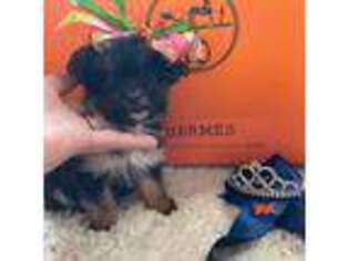 Yorkshire Terrier Puppy for sale in Newport Beach, CA, USA