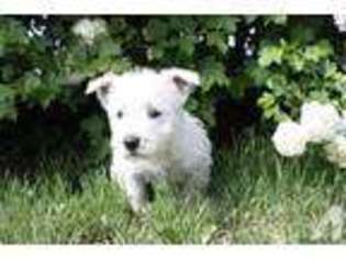 West Highland White Terrier Puppy for sale in OKANOGAN, WA, USA