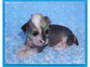 Chinese Crested Puppy for sale in Taylor, AR, USA