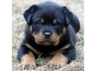 Rottweiler Puppy for sale in White City, OR, USA