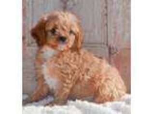 Cavapoo Puppy for sale in Greenbrier, AR, USA