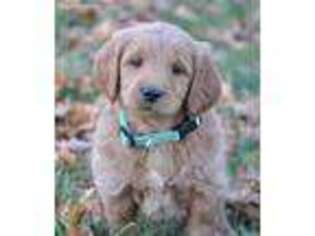 Goldendoodle Puppy for sale in Logansport, IN, USA