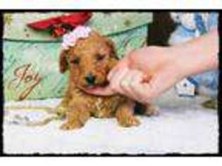 Goldendoodle Puppy for sale in Vandalia, MO, USA