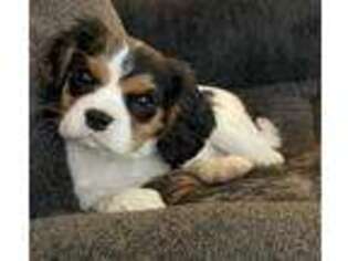 Cavalier King Charles Spaniel Puppy for sale in Jefferson, OR, USA