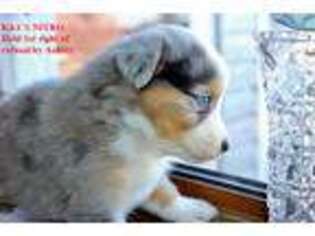 Australian Shepherd Puppy for sale in Avonmore, PA, USA