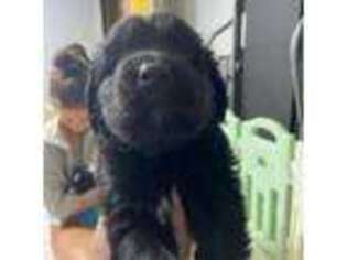 Newfoundland Puppy for sale in Sunman, IN, USA