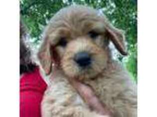 Goldendoodle Puppy for sale in Blue Ridge, TX, USA
