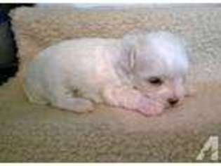 Maltese Puppy for sale in PINE BLUFF, AR, USA