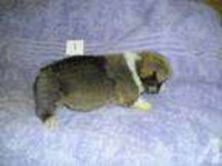 Pembroke Welsh Corgi Puppy for sale in GOLDSBORO, NC, USA