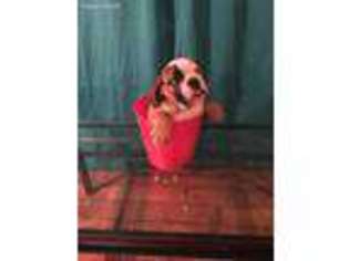 Bulldog Puppy for sale in Willard, MO, USA