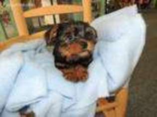 Yorkshire Terrier Puppy for sale in Nixon, TX, USA