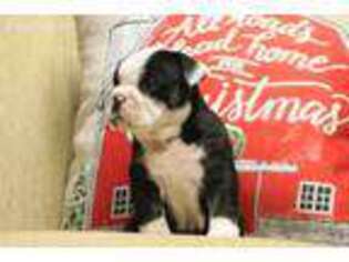 Bulldog Puppy for sale in Ocean Springs, MS, USA