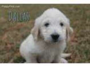 Goldendoodle Puppy for sale in Middlesex, NC, USA