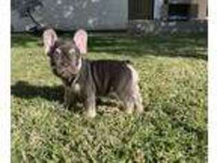 French Bulldog Puppy for sale in Montebello, CA, USA