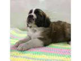 Saint Bernard Puppy for sale in Sedalia, CO, USA
