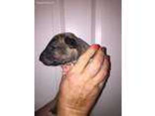 Bull Terrier Puppy for sale in Columbus, TX, USA