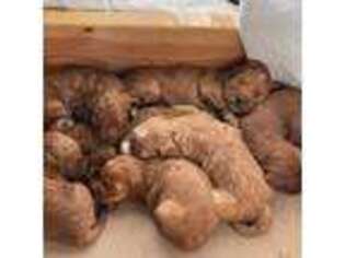 Goldendoodle Puppy for sale in Saint John, IN, USA