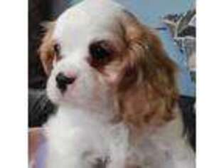 Cavalier King Charles Spaniel Puppy for sale in Paris, IL, USA