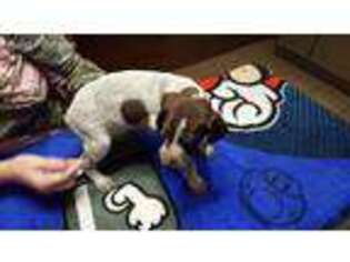 German Shorthaired Pointer Puppy for sale in Richmond, VA, USA