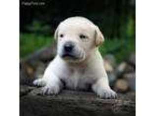 Labrador Retriever Puppy for sale in Jim Thorpe, PA, USA