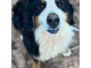 Bernese Mountain Dog Puppy for sale in Spartanburg, SC, USA