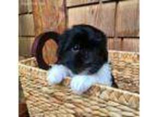 Havanese Puppy for sale in Lebanon, OR, USA