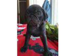 Pug Puppy for sale in Wakeman, OH, USA