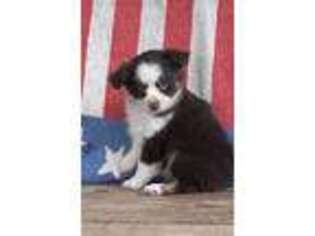 Miniature Australian Shepherd Puppy for sale in Griffin, GA, USA