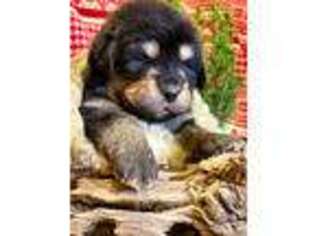 Tibetan Mastiff Puppy for sale in Dale, TX, USA