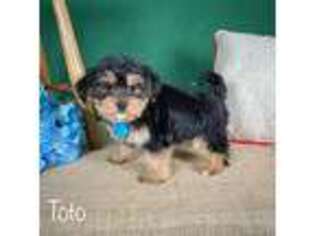 Shorkie Tzu Puppy for sale in Centreville, MI, USA