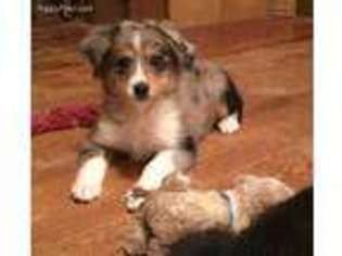 Miniature Australian Shepherd Puppy for sale in Sarcoxie, MO, USA