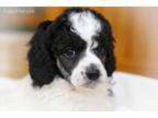 Mutt Puppy for sale in Frankewing, TN, USA