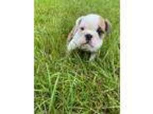 Bulldog Puppy for sale in Bay Minette, AL, USA