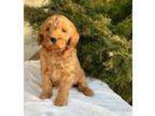 Goldendoodle Puppy for sale in Holtwood, PA, USA