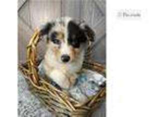 Australian Shepherd Puppy for sale in Joplin, MO, USA