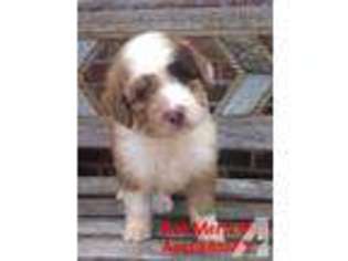 Mutt Puppy for sale in JAY, OK, USA