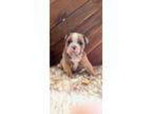 Olde English Bulldogge Puppy for sale in Pleasant Shade, TN, USA