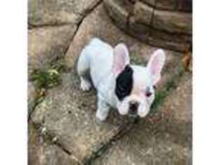 French Bulldog Puppy for sale in Cleona, PA, USA