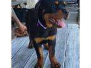 Rottweiler Puppy for sale in Bishop, TX, USA