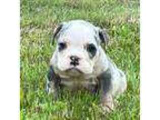 Bulldog Puppy for sale in Chicago, IL, USA