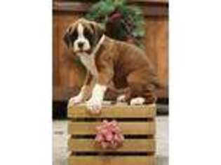 Boxer Puppy for sale in Milton, PA, USA
