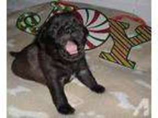 Pug Puppy for sale in GROTON, CT, USA