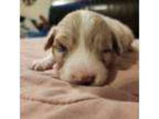 Australian Shepherd Puppy for sale in Perkinston, MS, USA