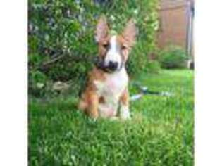 Bull Terrier Puppy for sale in Bowman, ND, USA